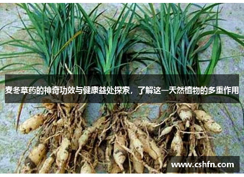 麦冬草药的神奇功效与健康益处探索,了解这一天然植物的多重作用 麦冬草药的神奇功效与健康益处探索,了解这一天然植物的多重作用
