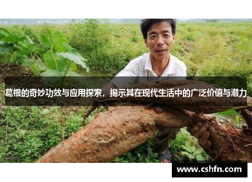 葛根的奇妙功效与应用探索，揭示其在现代生活中的广泛价值与潜力